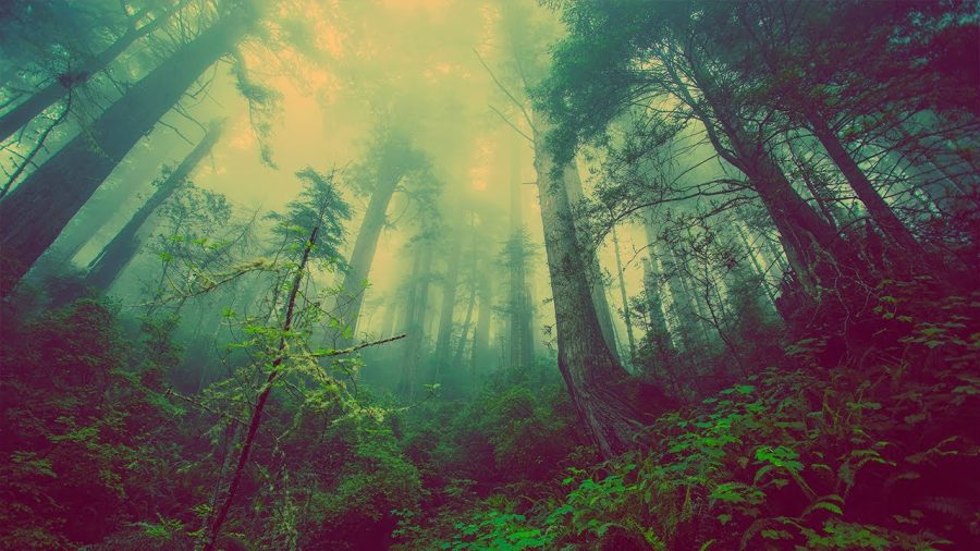 Musica-Slow-y-Diseno-de-Espacios-Creando-Ambientes-Armoniosos-con-Sonidos-Relajados | Slow Radio